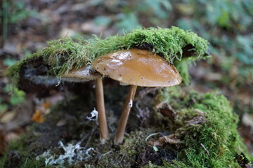 Macro of two german mushrooms in the woods with moss around