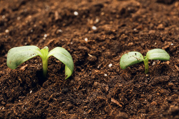 Green seedlings growing in garden outdoors