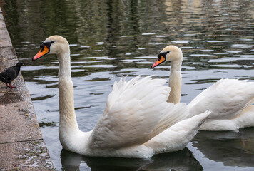 Two graceful white swans swim in the pond in city park.