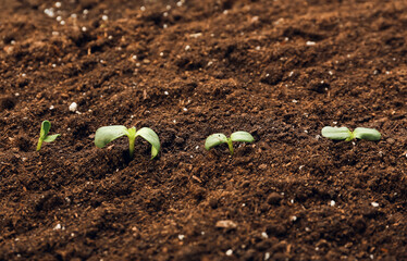 Green seedlings growing in garden outdoors