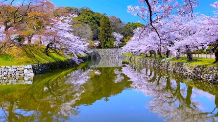 Fototapeta na wymiar 日本の国宝・桜花の彦根城の城郭「御堀と桜」