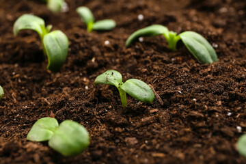 Green seedlings growing in garden outdoors