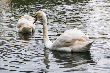 Two graceful white swans swim in the dark water.