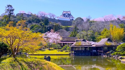 日本の国宝・彦根城の日本庭園　桜花の「玄宮園」から天守閣を眺める