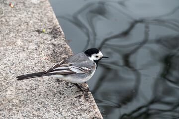 Cute bird white wagtail, Motacilla alba standing the pond shore