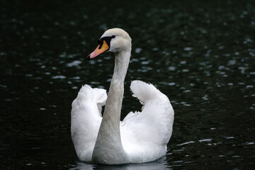 Obraz premium A graceful white swan swimming on a lake with dark water. The white swan is reflected in the water