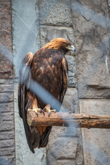 Bird of prey Golden Eagle, Aquila chrysaetos, sitting in a cage or aviary