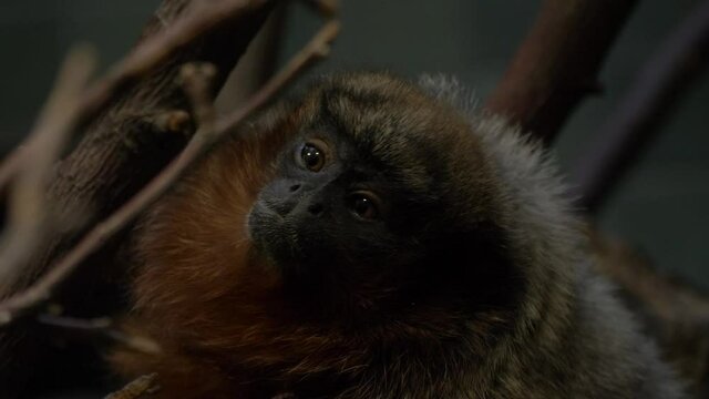 Close-up of a small Red Titi (Plecturocebus moloch) monkey sitting in a treen in Brazil.
