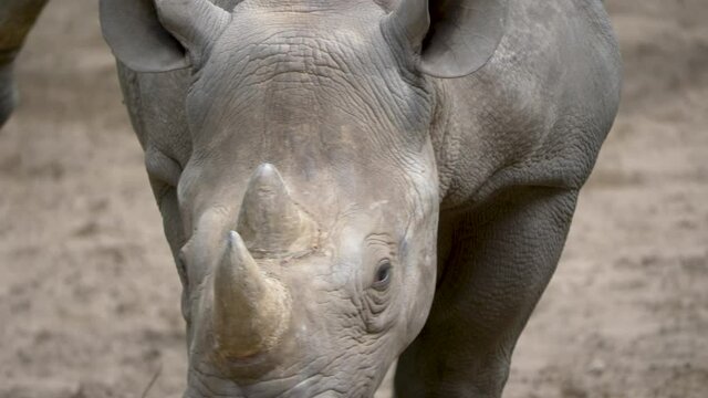 Rhinoceros walking straight towards the camera. Amazing Close-up tracking shot.
