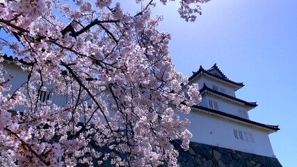 桜花の季節の国宝・彦根城　三重櫓