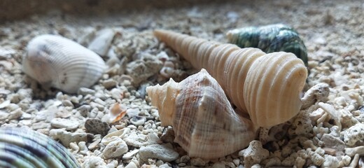 Photo of conch shell on the sand