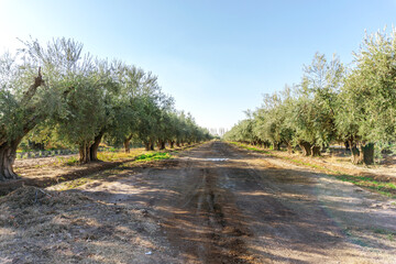 Olivicola. Plantación de arboles de olivo. Paisaje rural. Mendoza. Argentina.