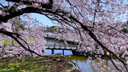 春の彦根城（大手門橋と桜の花）
