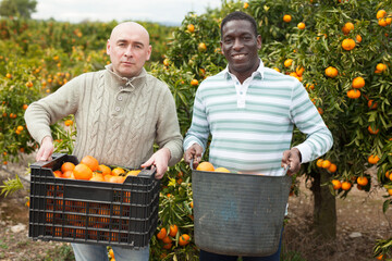 Obraz premium Portrait of two cheerful Caucasian and Afro men with baskets harvesting tangerines on farm