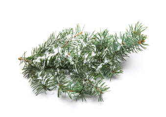 Christmas fir branches with snow on white background