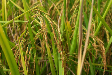 grass in the morning
