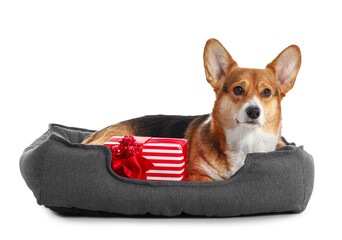 Cute Corgi dog with pet bed and Christmas gift on white background