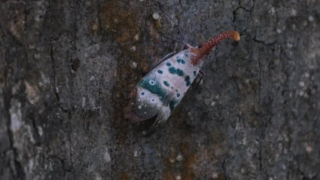 Moving sides ways to the right and up as seen almost camouflaged on the bark of the tree, Lanternfly, Pyrops ducalis Sundayrain, Khao Yai National Park, Thailand.