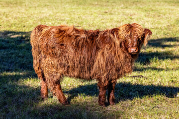 Galloway Rind