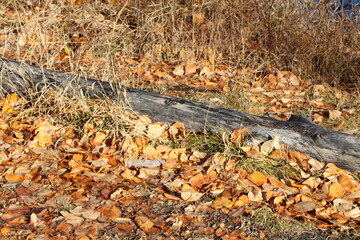 autumn leaves on the ground