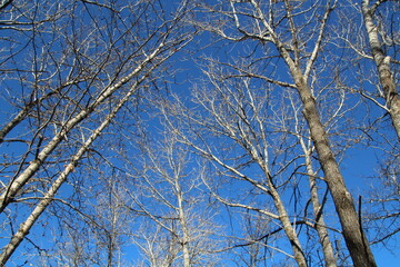 branches against sky