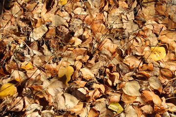 autumn leaves on the ground, Gold Bar Park, Edmonton, Alberta