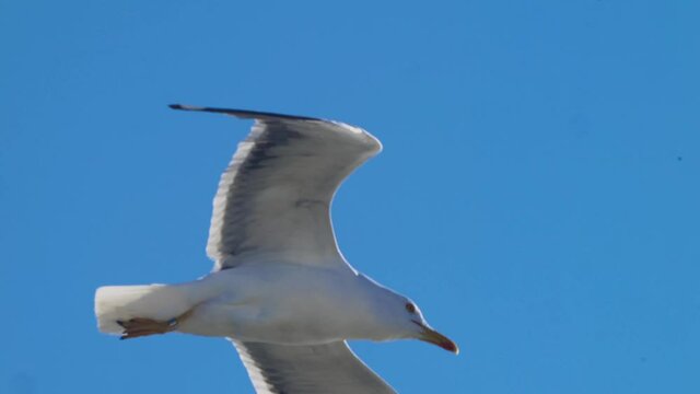 Seagull Soaring Against Bright Blue Sky Background. Tracking Shot