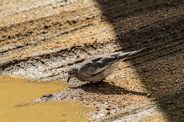 sparrow on the ground