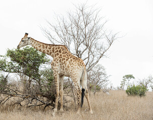 A big giraffe eats the green leafs