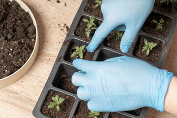 transplanting plants in small pots, caring for plants, A woman botanist florist taking care of plants, a woman's hobby, Caring for Indoor Plants