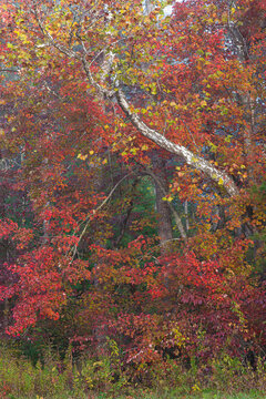 659-64 Sycamore, Sourwood & Maple, Cades Cove