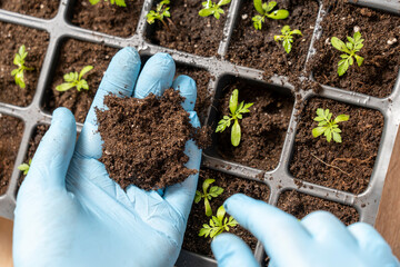 transplanting plants in small pots, caring for plants, A woman botanist florist taking care of...