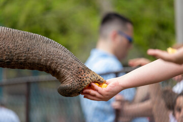 A large trunk of an elephant takes food from an outstretched child's palm.