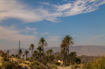 Landscape of palm trees and abandoned houses in desert of Almeria, Spain, against cloudy blue sky