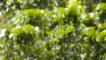 Golden Silk Orb Weaver Spider or Banana Spider or Giant Wood Spider ( Nephila Pilipes) sitting on Cobweb with blurred green jungle background.