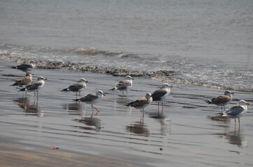 amazing view of seagulls on the beach playing on the waves