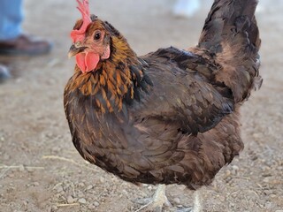 Free-range red chicken with orange neck feathers