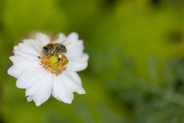 Close-up of a bee harvesting on a  Japanese anemone blossom (anemone hupehensis) with blurry...
