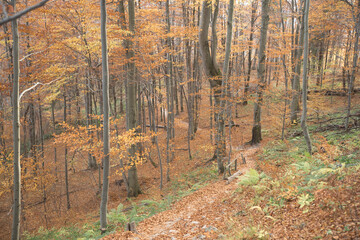 ścieżka w jesiennym lesie