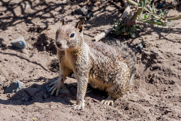 California Ground Squirrel (Spermophilus beecheyi) in California, USA