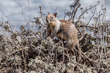 California Ground Squirrel (Spermophilus beecheyi) in California, USA