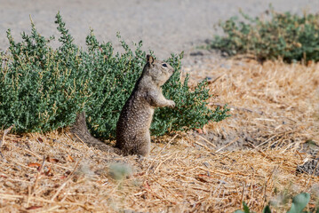 California Ground Squirrel (Spermophilus beecheyi) in California, USA