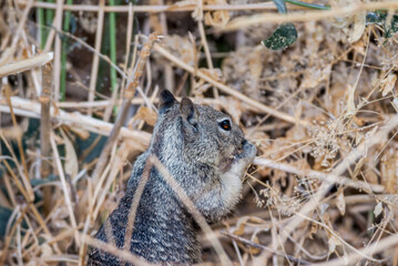 Naklejka na ściany i meble California Ground Squirrel (Spermophilus beecheyi) in California, USA