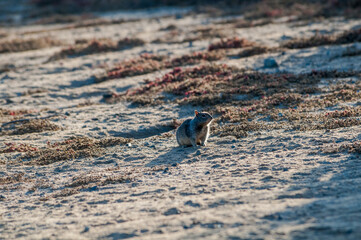 California Ground Squirrel (Spermophilus beecheyi) in California, USA