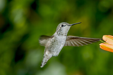 Female or immature male of Anna's Hummingbird (Calypte anna) in garden, Los Angeles, California, USA