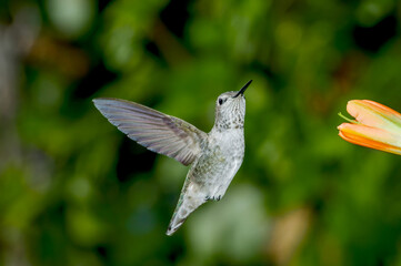 Female or immature male of Anna's Hummingbird (Calypte anna) in garden, Los Angeles, California, USA