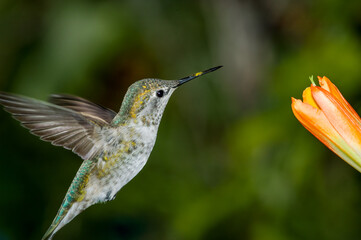 Fototapeta premium Female or immature male of Anna's Hummingbird (Calypte anna) in garden, Los Angeles, California, USA