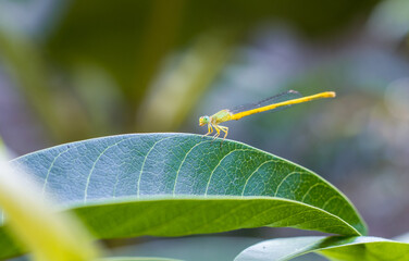 A tiny yellow dragonfly sitting on a mango leaf in the garden close up