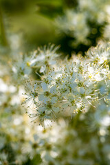 Filipendula vulgaris flower growing in field, macro
