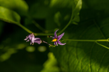 Fototapeta na wymiar Solanum dulcamara flower in field, close up shoot 